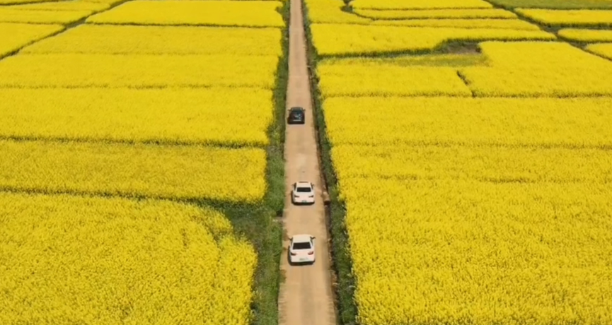 春满花田，，，，，，，，一赏优美，，，，，，，，不负好时光（春游）